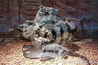 View of juvenile alligator lying on ground with water in captivity Stock Photo