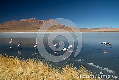 View of Laguna de Canapa with flamingo, Bolivia - Altiplano Stock Photo