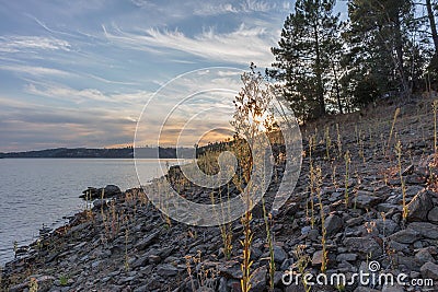 View of the lake with sunset. Pine trees and plants. Stock Photo