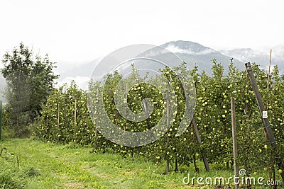 View landscape of mountain and Oetztal tiroler village with Apple farm Stock Photo