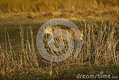 View of a large lion through the reeds over the water Stock Photo