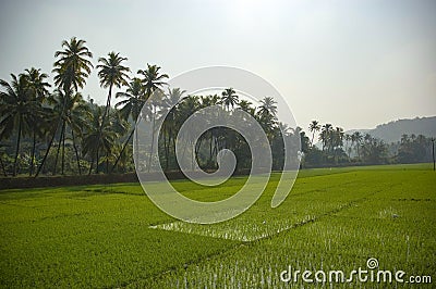 View of a large rice field in the middle of the jungle and palm trees Stock Photo