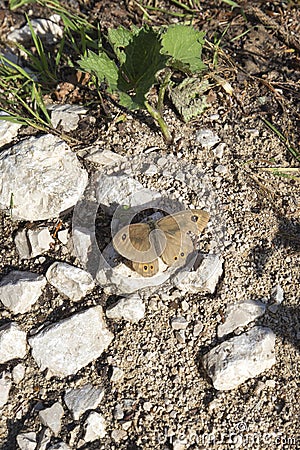 View of lasiommata maera butterfly Stock Photo