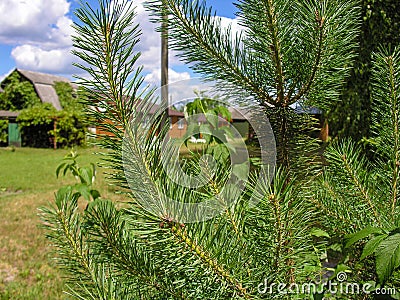 View of the lawn Stock Photo