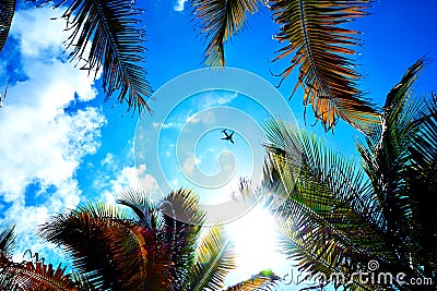 A plane flying above the palm Stock Photo