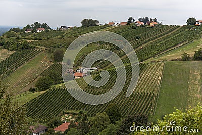 The view of Lendavske Gorice with wine yards Stock Photo