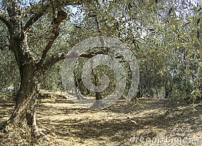 View of ligurian beach landscape Stock Photo