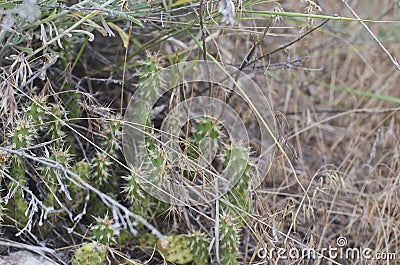 The little cactus growing in the desert Stock Photo