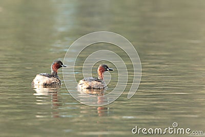 Little grebes. Stock Photo