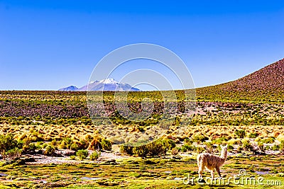 Llama and volcano Lascar in the Altiplano of Bolivia Stock Photo