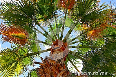 Looking up a palm tree in Palm Springs, California. Stock Photo