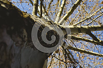 Looking up the bare side of the tree trunk Stock Photo