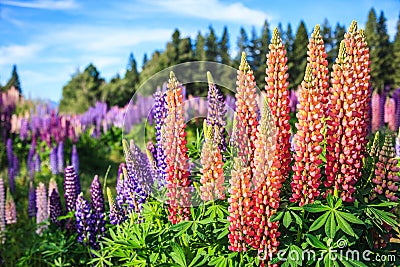 View of Lupin Flower Field near Lake Tekapo Landscape, New Zealand. Various, Colorful Lupin Flowers in full bloom Stock Photo