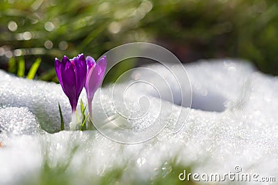 View of magic blooming spring flowers crocus growing from snow in wildlife. Amazing sunlight on spring flower crocus Stock Photo