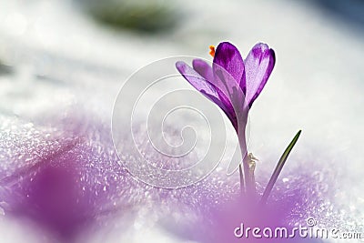 View of magic blooming spring flowers crocus growing from snow in wildlife. Amazing sunlight on spring flower crocus Stock Photo