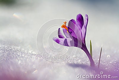 View of magic blooming spring flowers crocus growing from snow in wildlife. Amazing sunlight on spring flower crocus Stock Photo