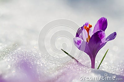 View of magic blooming spring flowers crocus growing from snow in wildlife. Amazing sunlight on spring flower crocus Stock Photo