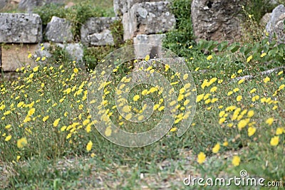 View of the main monuments of Greece. Ruins of ancient Delphi. Oracle of Delphi. Mount Parnassus. Stock Photo