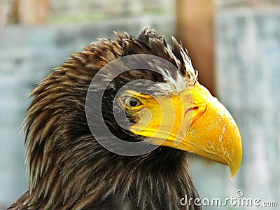 The view of the majestic eagle Stock Photo