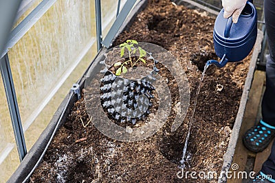 View of man in greenhouse watering deepening in garden bed before planting tomato plant. Stock Photo