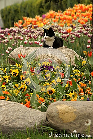 View of many colored tulips by the cat in Gulhane Park at Istanbul Tulip Festival Stock Photo