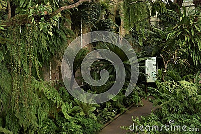 View on many species of ferns in Wilhelma zoo and botanical garden, Stuttgart. Stock Photo