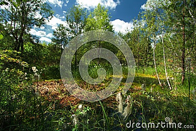 View of the marsh Rhododendron tomentosum Stock Photo