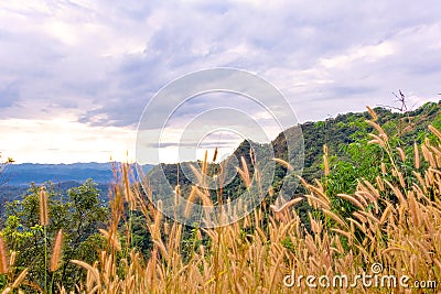 View meadow and mountains. Meadow is fore ground with mountains is background. Stock Photo