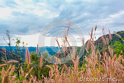 View meadow and mountains. Meadow is fore ground with mountains is background. Stock Photo