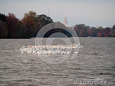 Migrating pelicans at University Lake near LSU Stock Photo