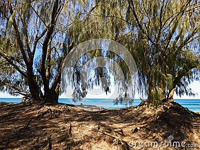 A view of Mocambique beach through the trees - Florianopolis, Brazil Stock Photo