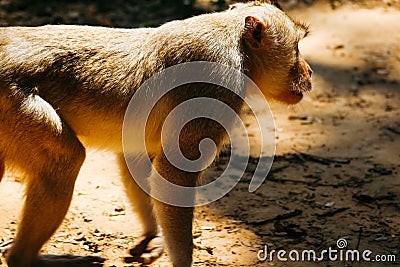 View of the monkey ball on the ground. Stock Photo