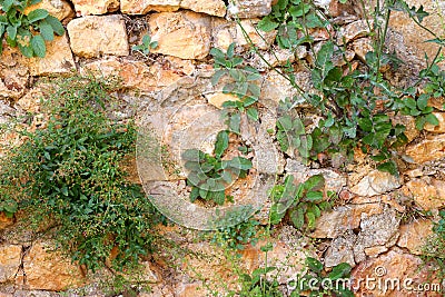 Mountain steep stone wall with growing green herbs from the cracks Stock Photo