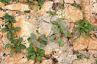 Mountain steep stone wall with growing green plants Stock Photo