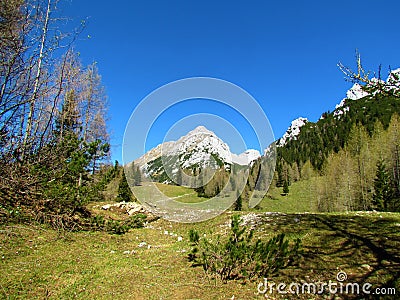 mountain Vrtaca and meadow at Zelenica in Karawanks, Gorenjska, Slovenia and larch and spruce forest Stock Photo