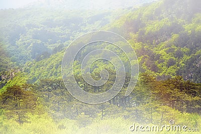 View from mountains in a forest of pine. Trees on the hills on a Sunny day. Morning sun shines on the hill with green bushes. Stock Photo