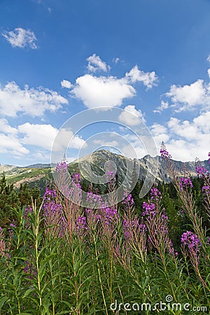 View on mountains and violet flowers fireweed on blue sky background Stock Photo