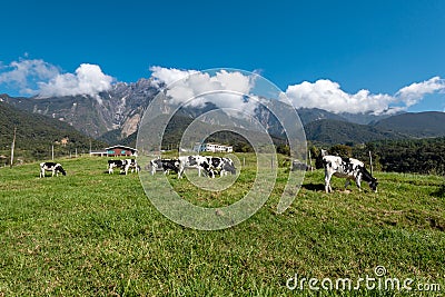 View of Mt Kinabalu with herds of cattle grazing grass on the foreground Stock Photo