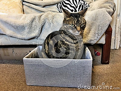 A view of my cat Jess in a box Stock Photo