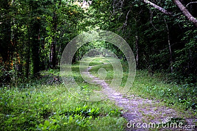 View of the Nature Trail In Lake Martin Louisiana Stock Photo