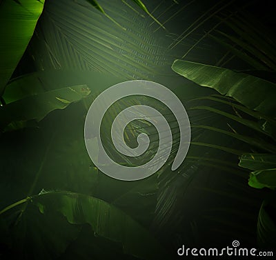 nice mist green tropical jungle background Stock Photo