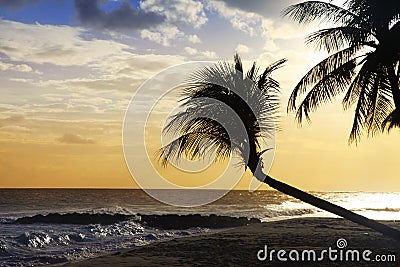 View of nice tropical beach with palm on sunset Stock Photo