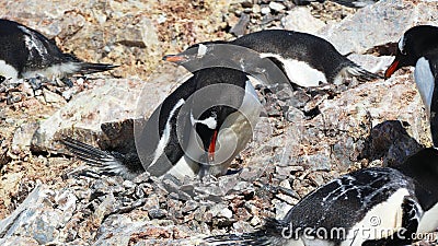 View of the Geographic North Pole Stock Photo