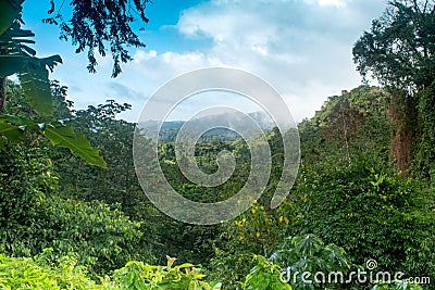 Looking into the tropical rainforest of Trinidad Stock Photo