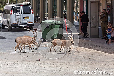 View of Nubian ibex goat Editorial Stock Photo