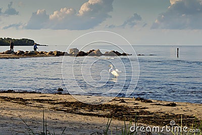 A view of old breakwater posts on beach, Lapmezciems, Riga Bay, Editorial Stock Photo