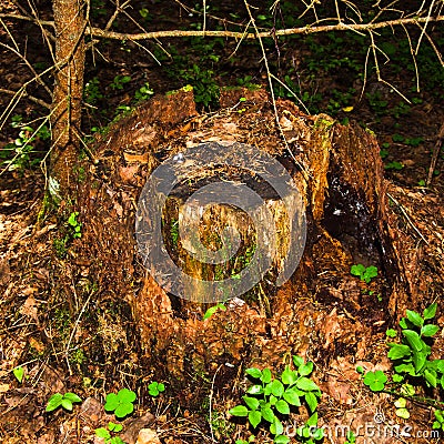 View of an old unusual brown pine stump. The remains of a felled tree Stock Photo