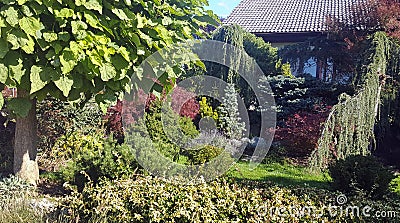 Ornamental garden planted with low-growing conifers and trees. Stock Photo