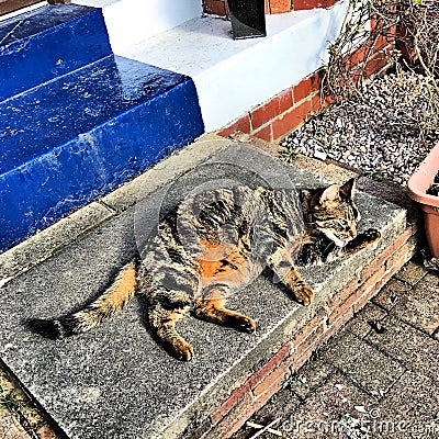 A view of our cat Jess on the front step Stock Photo