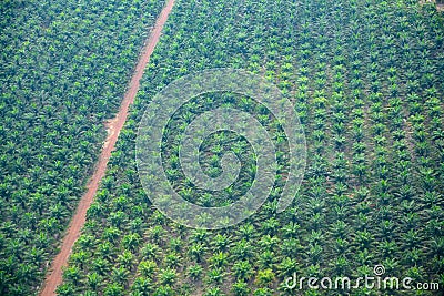 Palm oil plantation, aerial view over large plantation in Cambodia Stock Photo